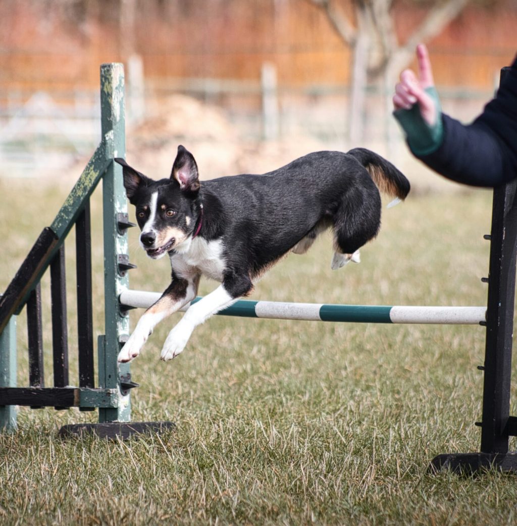 Dog Fence Training for pets in Fenton, MI