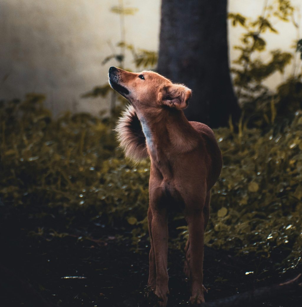 Dog learning boundaries with underground fence training