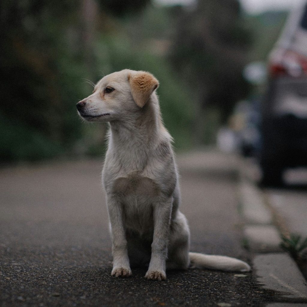 Why Grand Blanc Homeowners Choose an Underground Dog Fence in Grand Blanc, MI