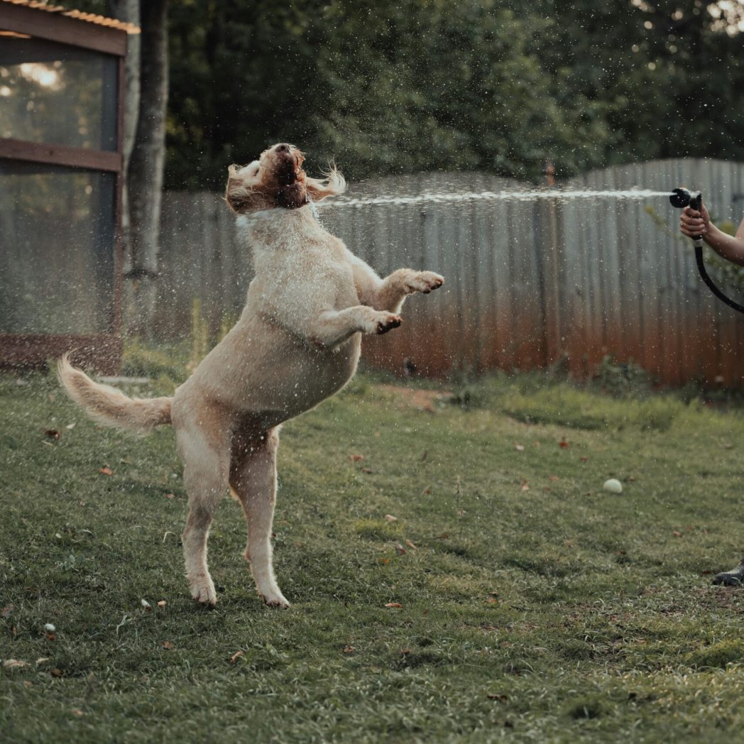 Dog training near an underground fence boundary