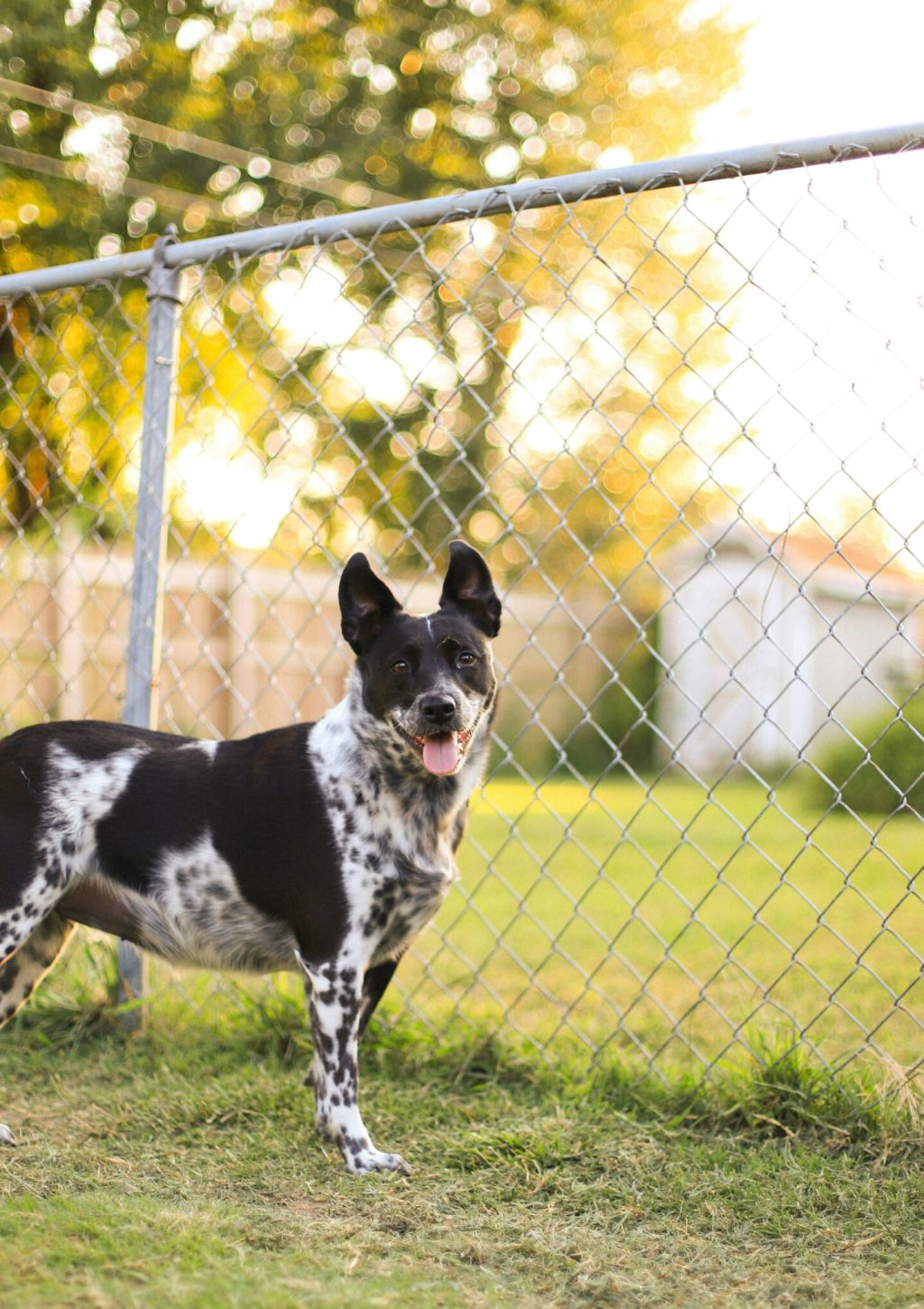 Dog standing near hidden fence boundary markers