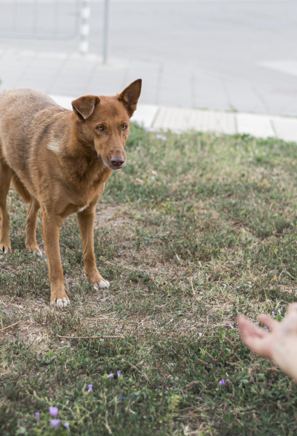 woman-trying-call-rescue-dog-adoption-shelter